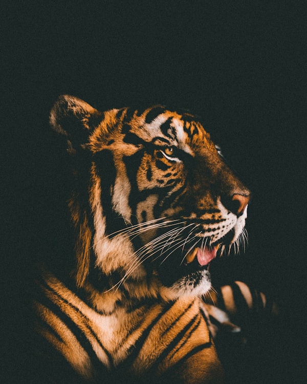牛的形象
